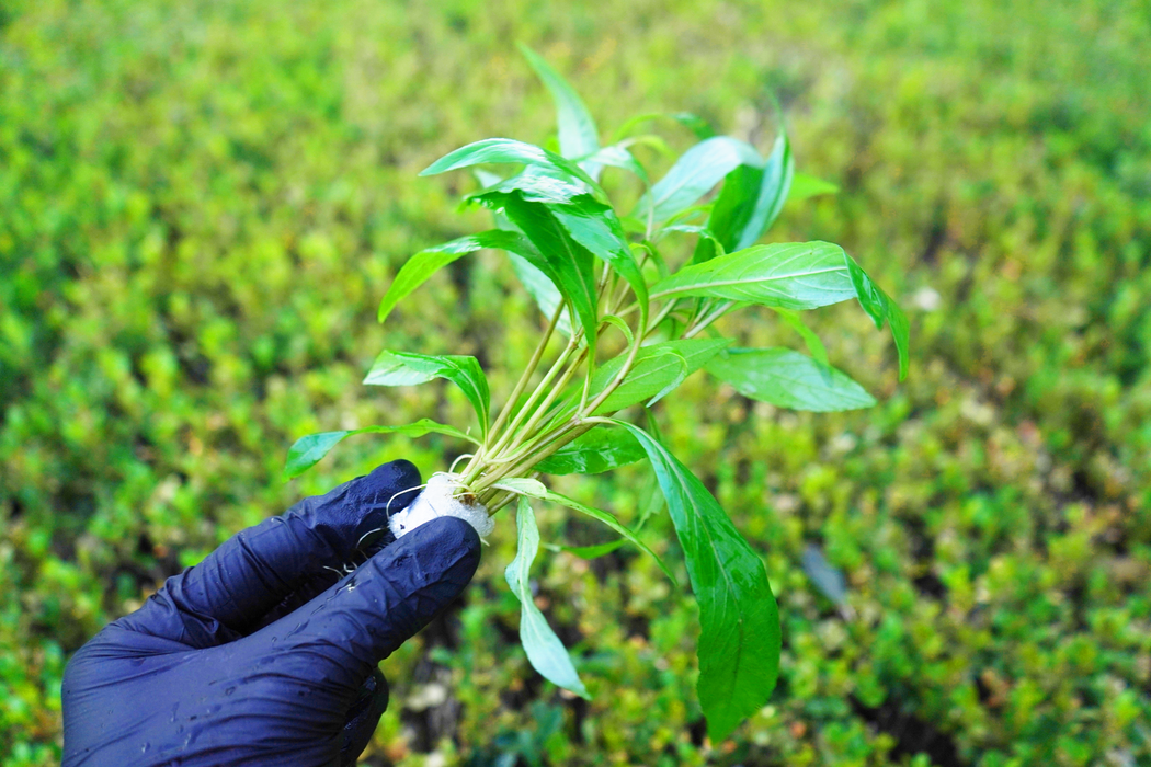 Gulf Swampweed - Hygrophila Lacustris - Bundle