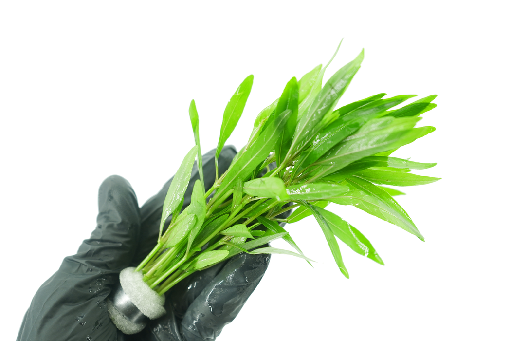 Dwarf Nomaphila Siamensis - Hygrophila Corymbosa - Bundle