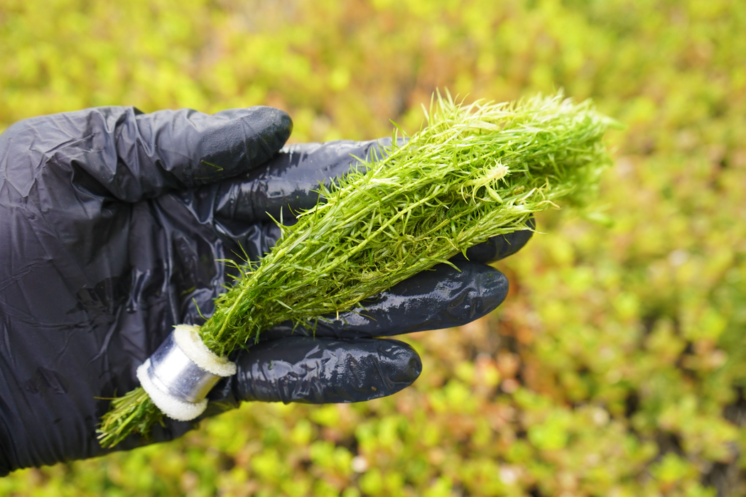 Mayaca Fluviatilis - Bundle