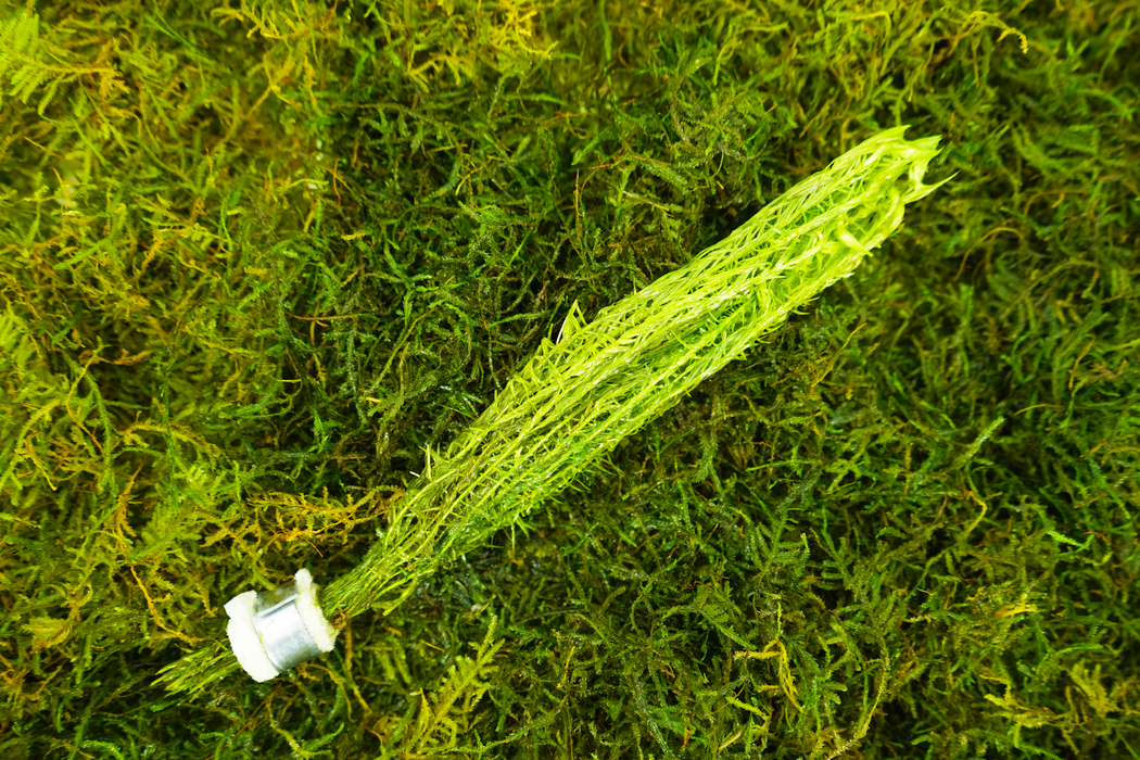 Mayaca Fluviatilis - Bundle