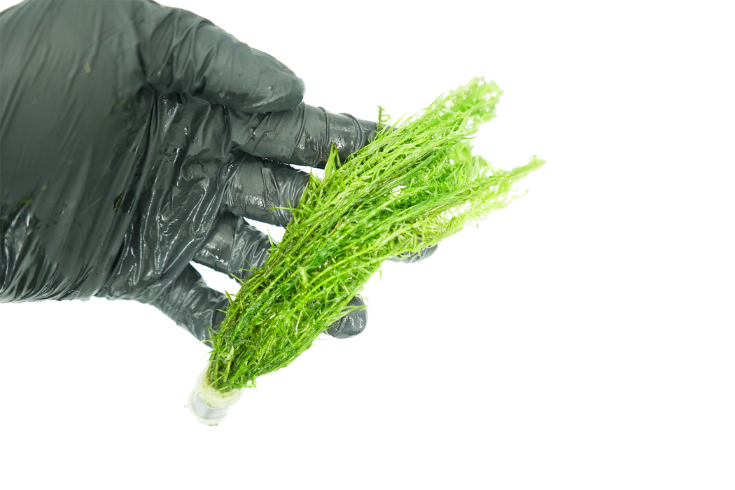 Mayaca Fluviatilis - Bundle