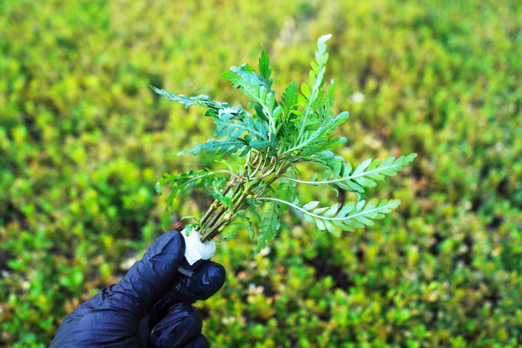 Hygrophila Pinnatifida - Bundle