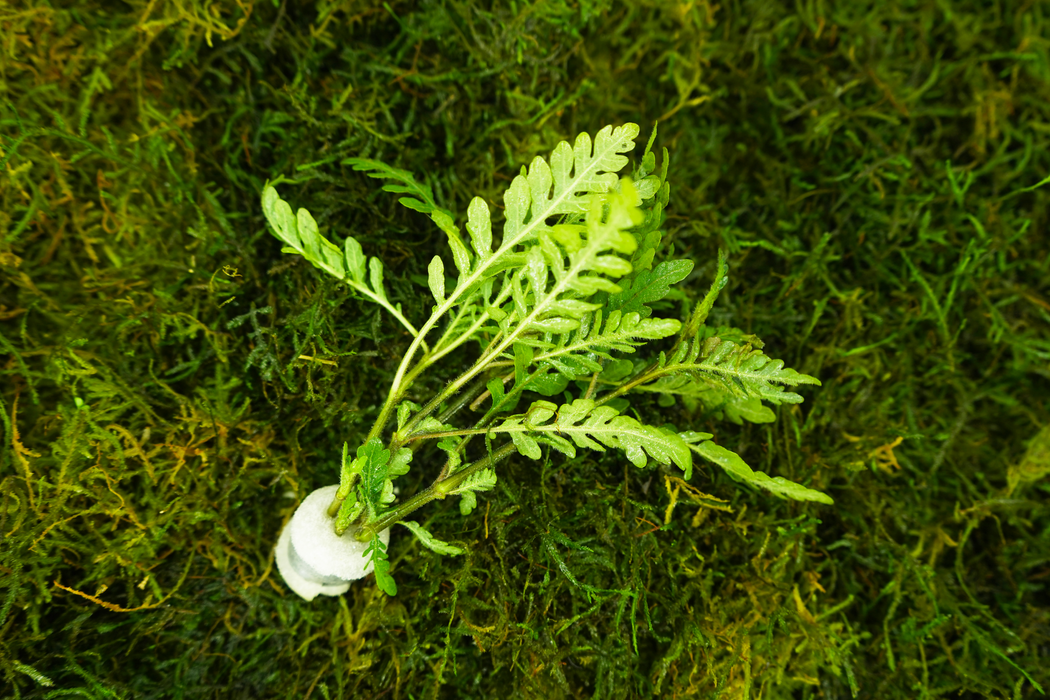 Hygrophila Pinnatifida - Bundle