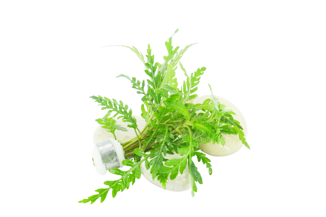 Hygrophila Pinnatifida - Bundle