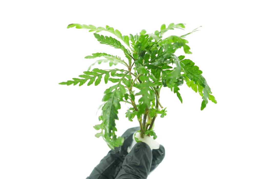 Hygrophila Pinnatifida - Bundle