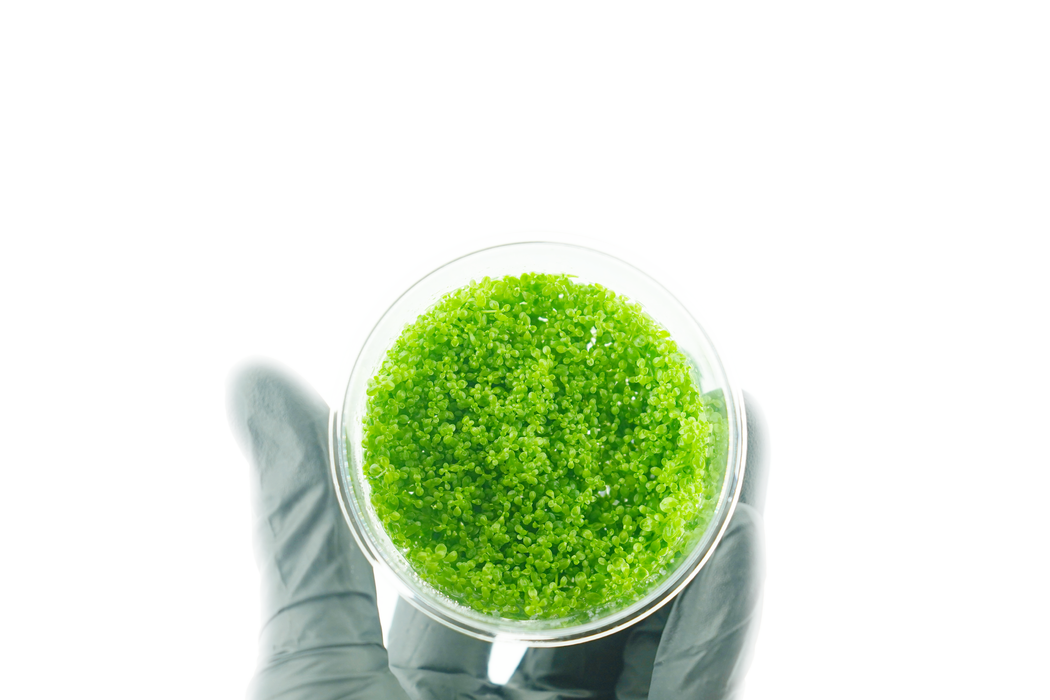 Dwarf Baby Tears- Hemianthus Callitrichoides - Tissue Culture
