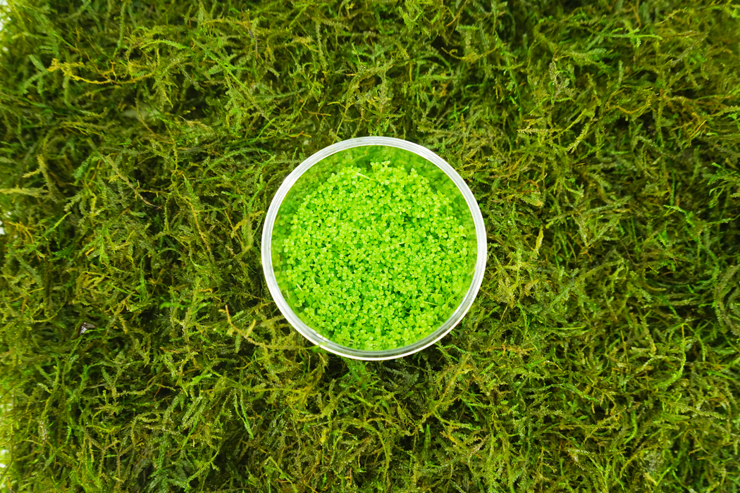 Dwarf Baby Tears- Hemianthus Callitrichoides - Tissue Culture