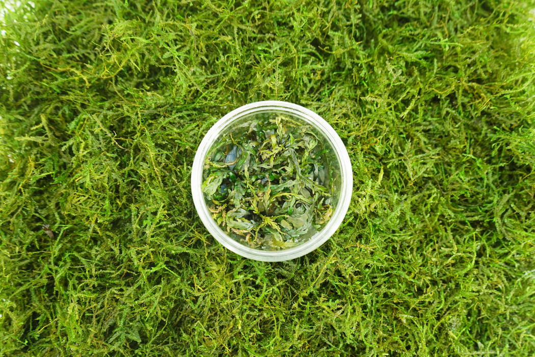 Hygrophila Pinnatifida - Tissue Culture