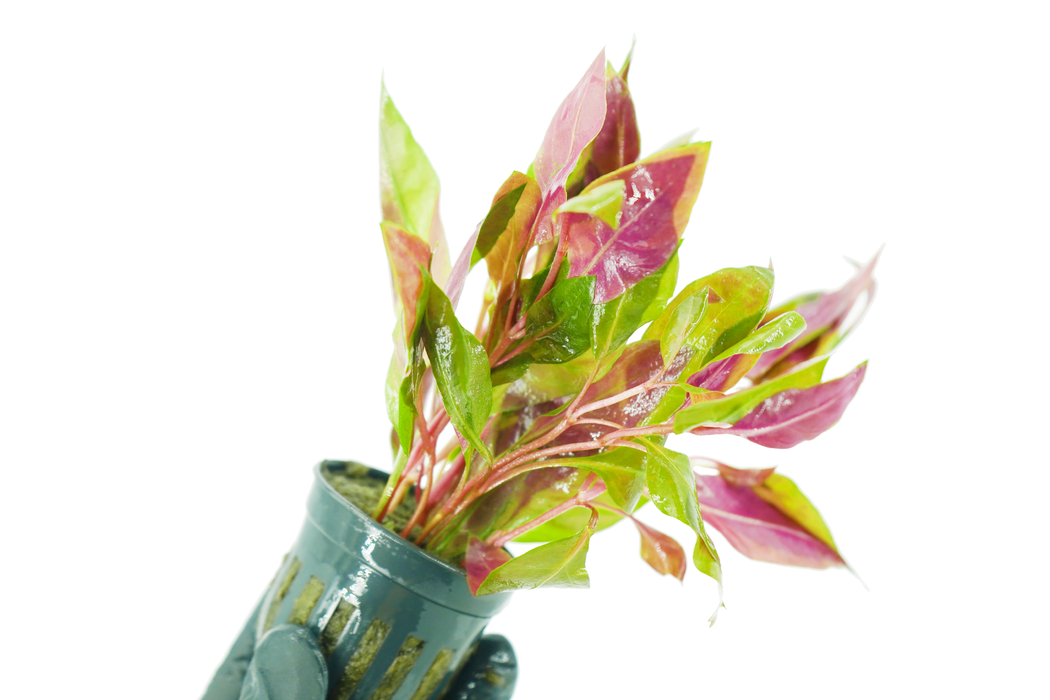Alternanthera Reineckii Rosaefolia - Potted