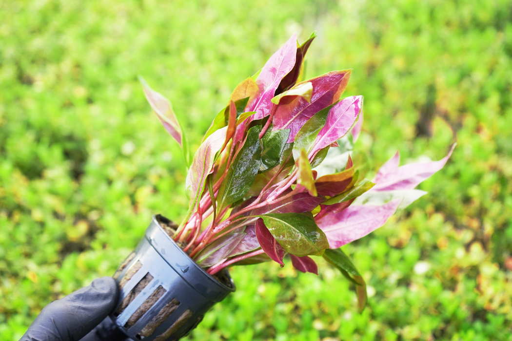 Alternanthera Reineckii Rosaefolia - Potted