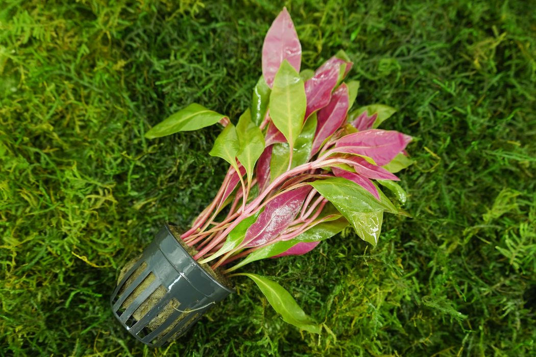 Alternanthera Reineckii Rosaefolia - Potted
