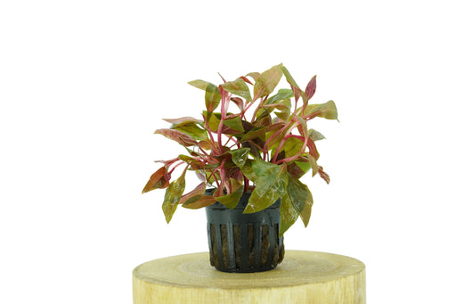 Alternanthera Reineckii Rosaefolia - Potted