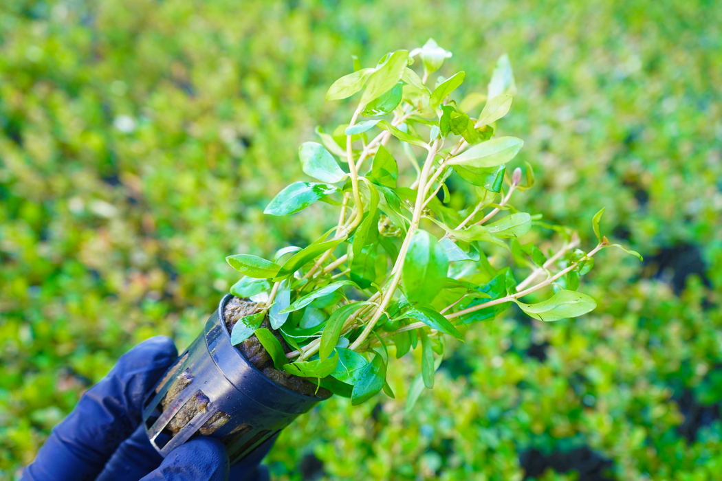 Ammania Gracilis - Potted