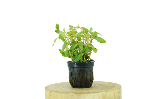 Ammania Gracilis - Potted