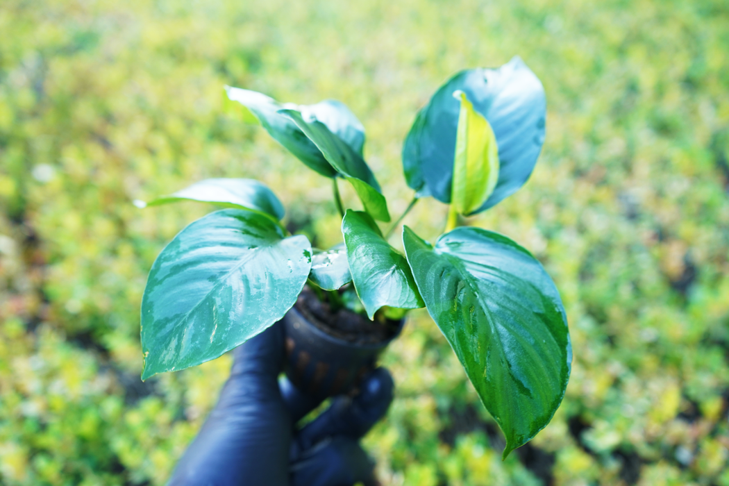 Anubias Barteri Broad Leaf - Potted