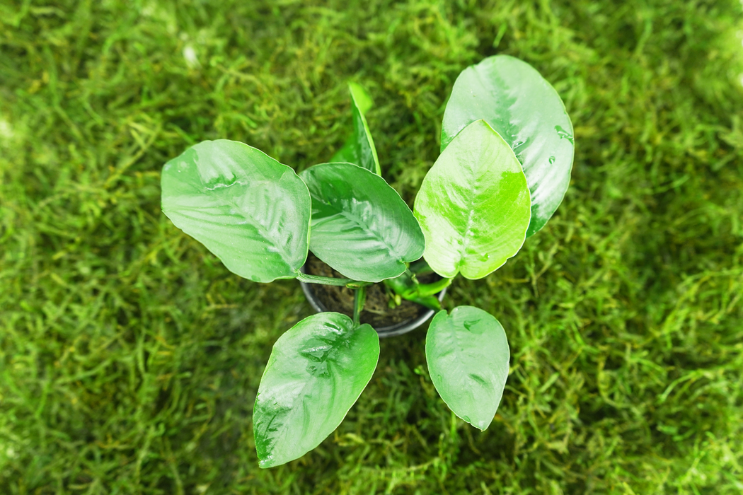 Anubias Barteri Broad Leaf - Potted