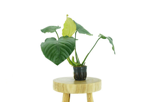 Anubias Barteri Broad Leaf - Potted