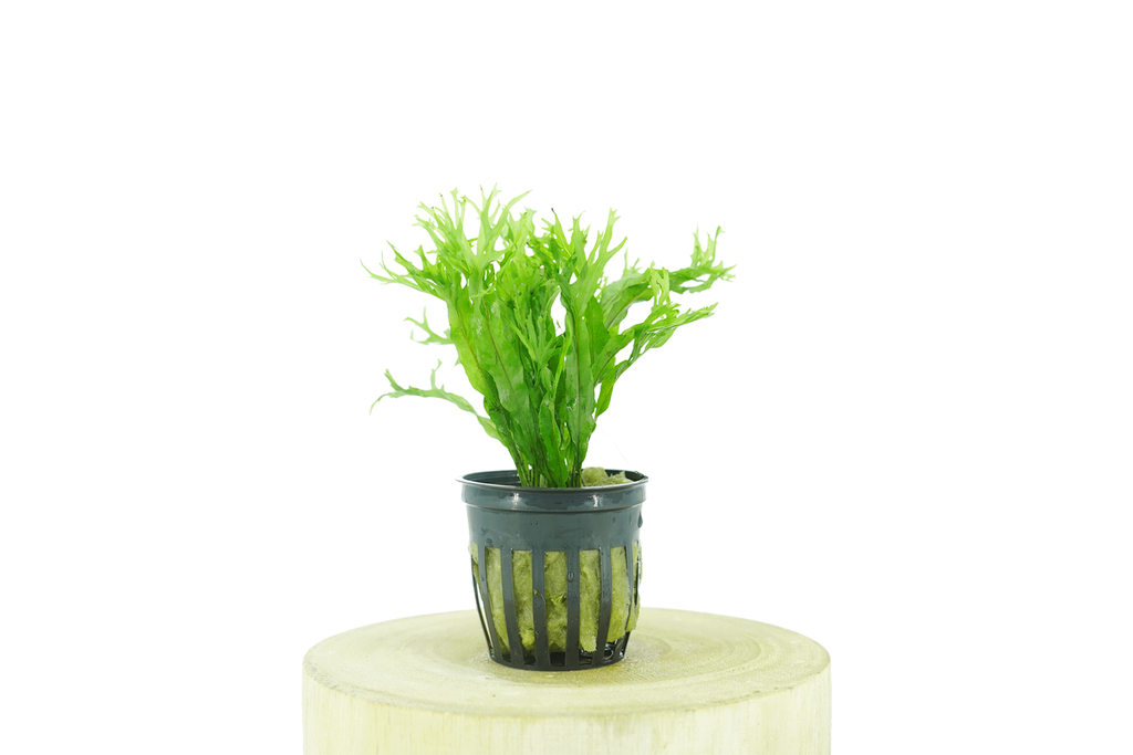 Java Fern - Microsorum Pteropus Windelov Lacy - Potted — GreenproAquatic