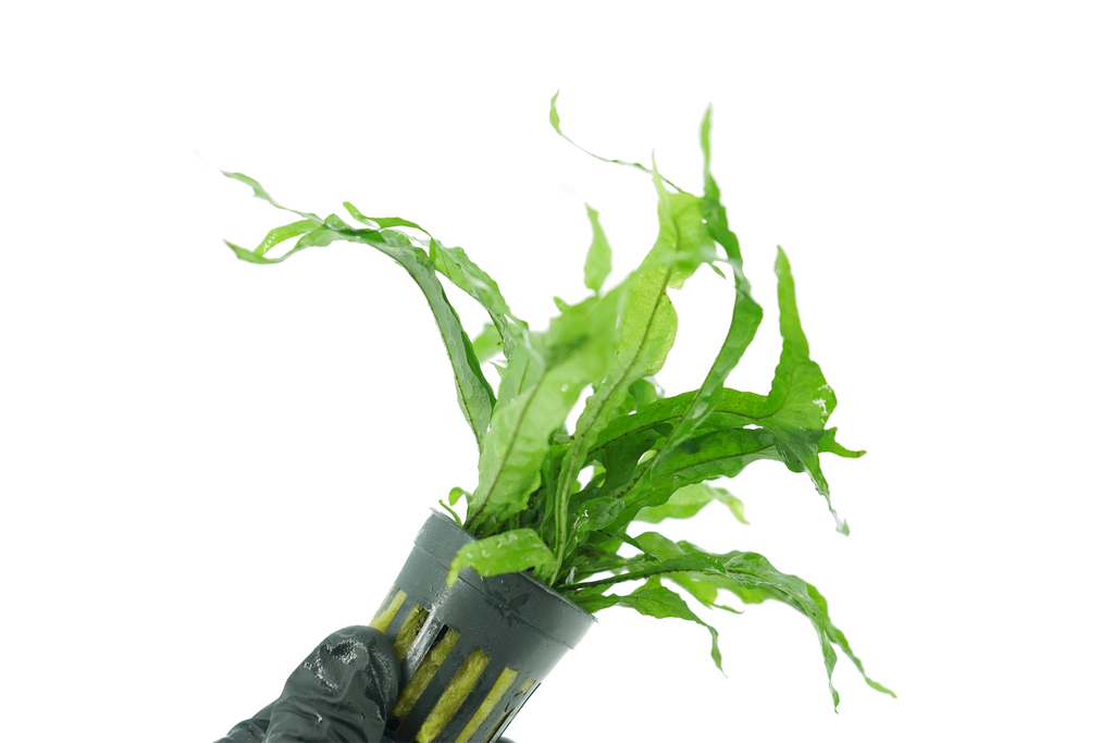 Java Fern Thor's Hammer Microsorum Pteropus Thor's Hammer Potted — GreenproAquatic
