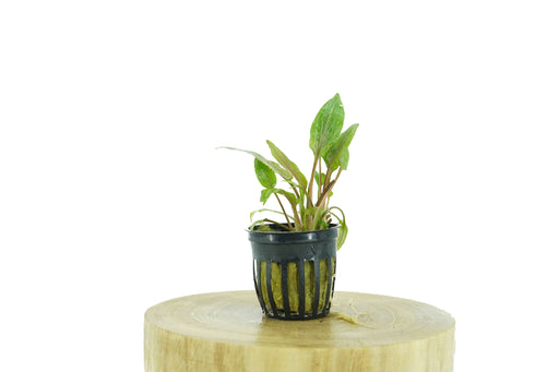 Cryptocoryne Wendtii Red - Potted