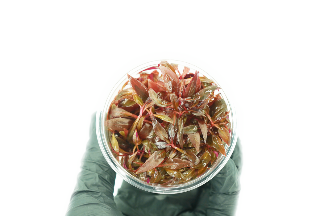 Alternanthera Reineckii - Tissue Culture