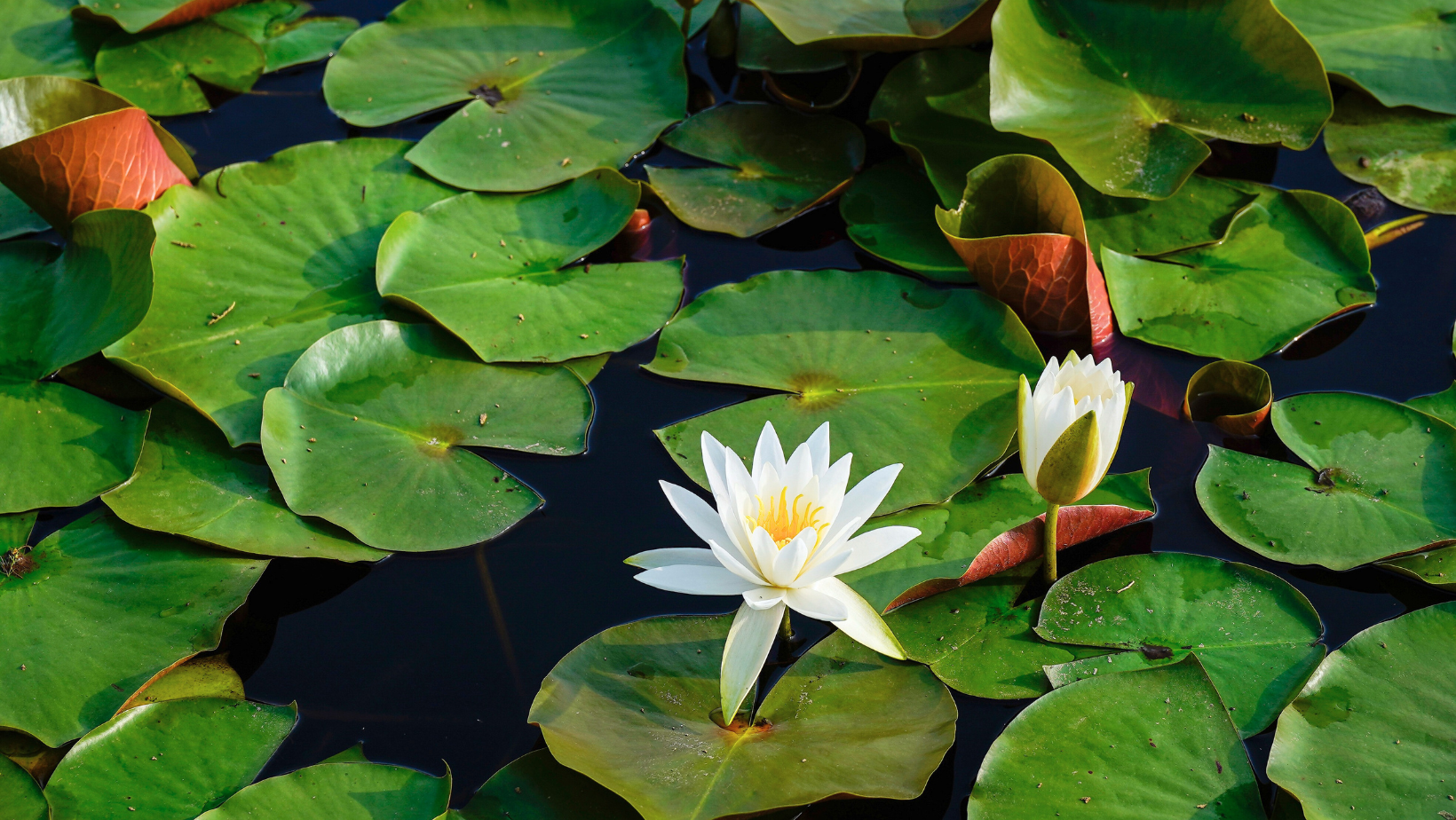 How to Plant Water Lilies