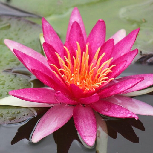 Hardy Water Lily - Nymphaea Attraction (Red) - Tuber