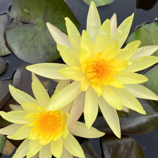 Hardy Water Lily - Nymphaea Charlene Strawn (Yellow) - Tuber