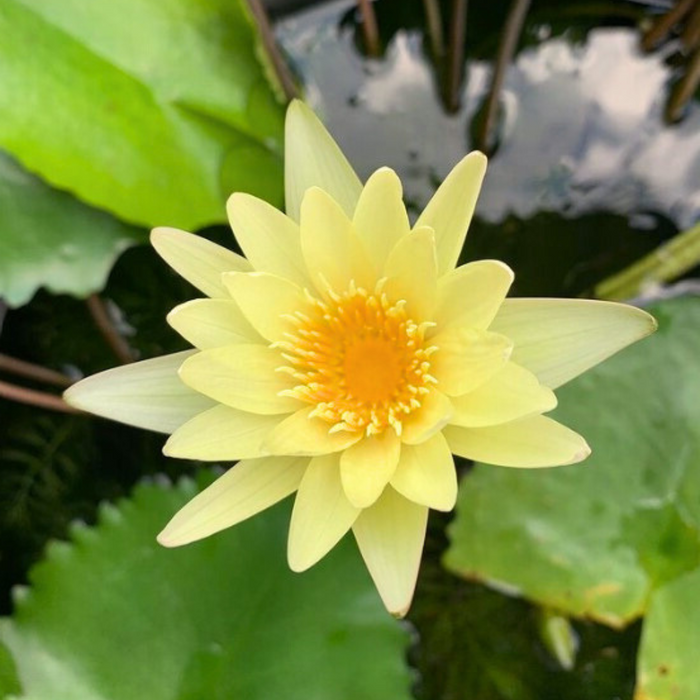 Hardy Water Lily - Nymphaea Chromatella (Yellow) - Tuber