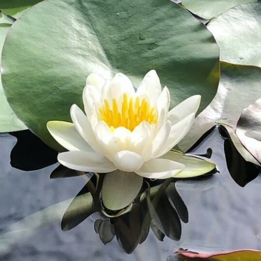 Hardy Water Lily - Nymphaea Denver (White) - Tuber