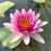 Hardy Water Lily - Nymphaea Gloriosa (Red) - Tuber