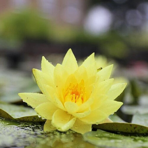 Hardy Water Lily - Nymphaea Helvola (Yellow) - Tuber