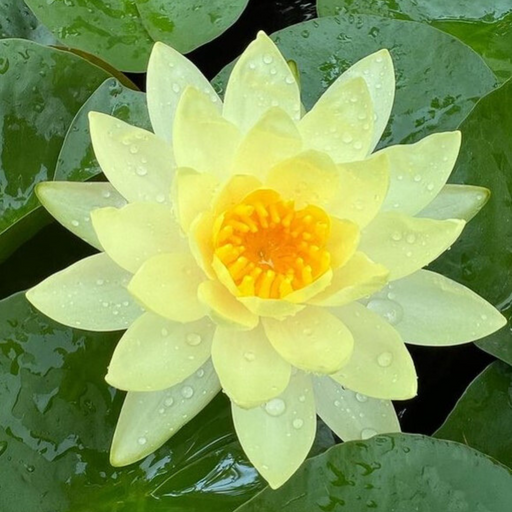Hardy Water Lily - Nymphaea Joey Tomocik (Yellow) - Tuber