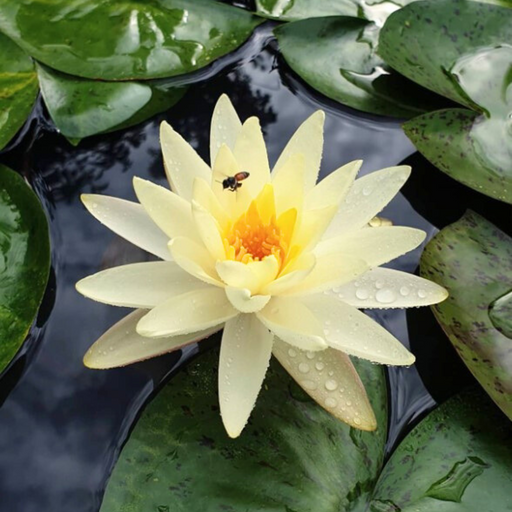 Hardy Water Lily - Nymphaea Leuangbaangpra (Yellow) - Tuber