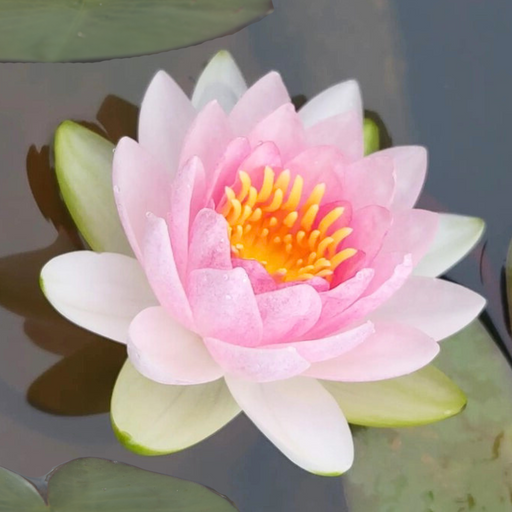 Hardy Water Lily - Nymphaea Madame Wilfred Gonnere (Pink) - Tuber
