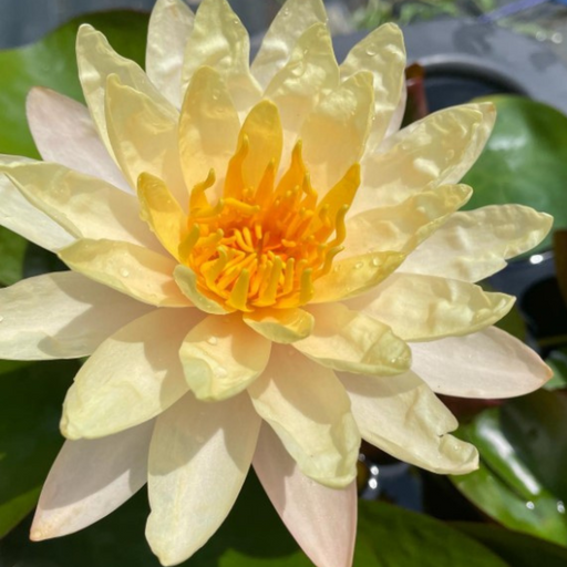 Hardy Water Lily - Nymphaea Mangkala Ubol (Yellow + Orange) - Tuber