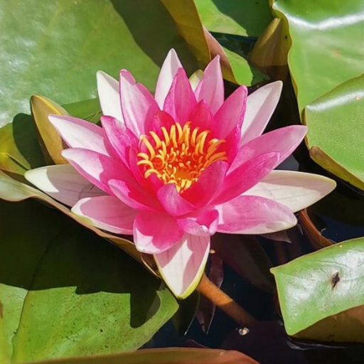 Hardy Water Lily - Nymphaea Marliacea Flammea (Pink) - Tuber