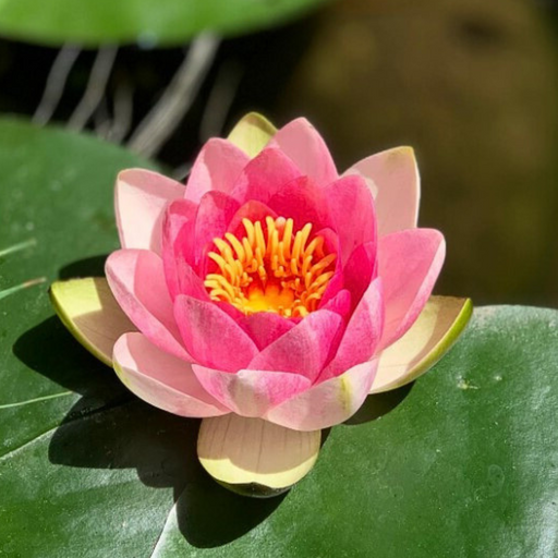 Hardy Water Lily - Nymphaea Masaniello (Pink) - Tuber