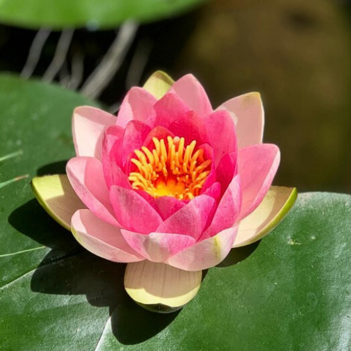 Hardy Water Lily - Nymphaea Masaniello (Pink) - Tuber