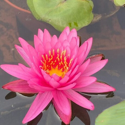 Hardy Water Lily - Nymphaea Mayla (Red) - Tuber