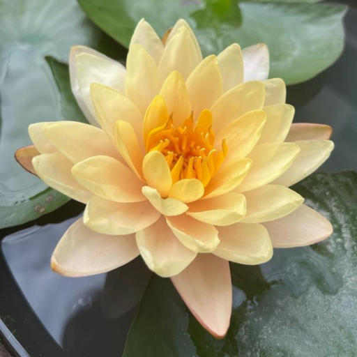 Hardy Water Lily - Nymphaea Peaches & Cream (Orange) - Tuber