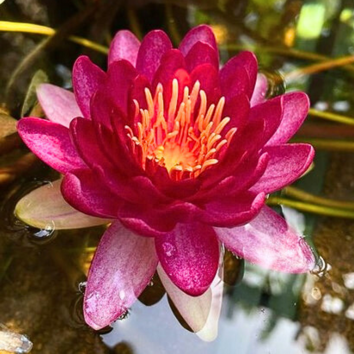 Hardy Water Lily - Nymphaea Perry's Baby Red (Red) - Tuber