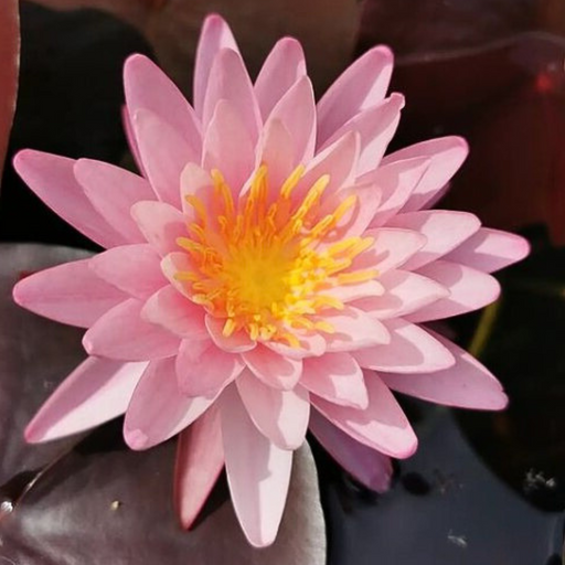 Hardy Water Lily - Nymphaea Rose Arey (Pink) - Tuber