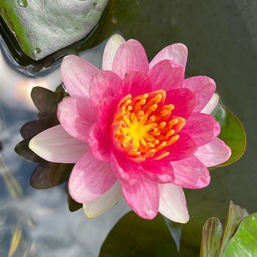Hardy Water Lily - Nymphaea Sultan (Red) - Tuber