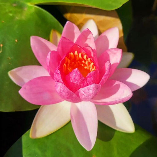 Hardy Water Lily - Nymphaea Tubtim Siam (Pink) - Tuber