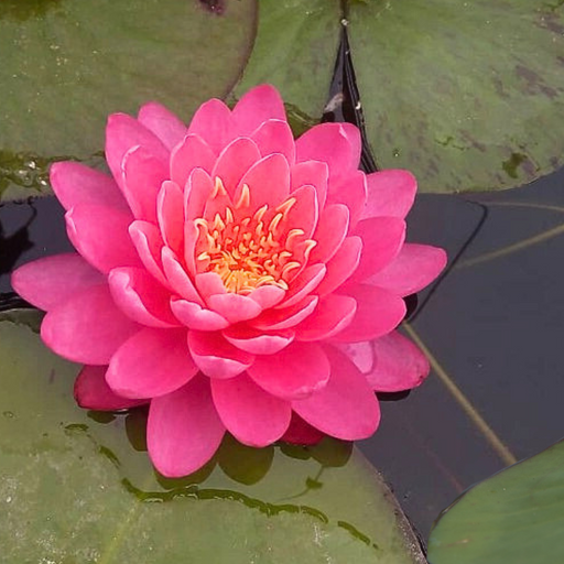 Hardy Water Lily - Nymphaea Perry's Fire Opal (Red) - Tuber