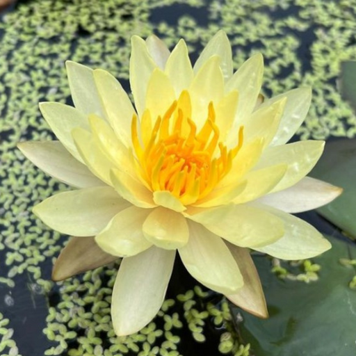 Hardy Water Lily - Nymphaea California Gold (Yellow) - Tuber