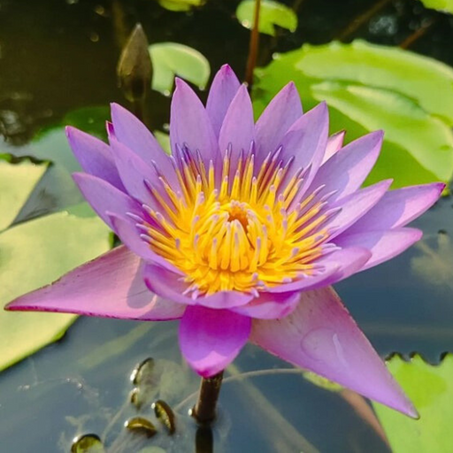 Tropical Water Lily - Nymphaea Alin (Blue) - Tuber