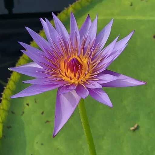 Tropical Water Lily - Nymphaea August Koch (Blue) - Tuber