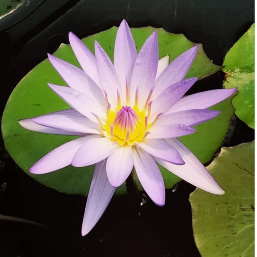 Tropical Water Lily - Nymphaea Casey Lee Slocum (Purple) - Tuber